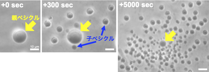 図6: 分裂増殖ベシクルの様子